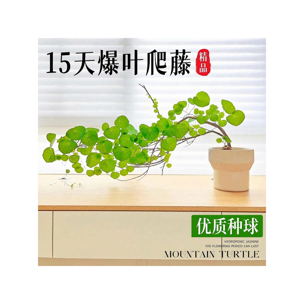 Núi Rùa Leo Cây Nho Một Lá Rùa Trồng Bóng Chậu Cây Văn Phòng Trong Nhà Phòng Khách Để Bàn Tốt Nuôi C