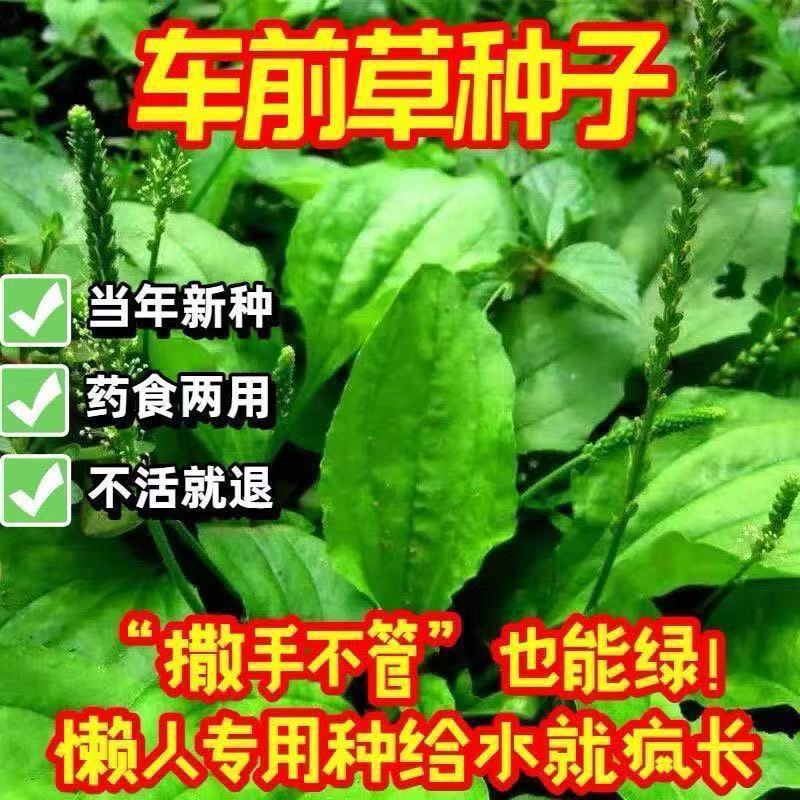 Plantain Hạt giống Plantain Cây mùa xuân Bốn mùa gieo Chất liệu trung bình Trồng ban công Cây trồng 