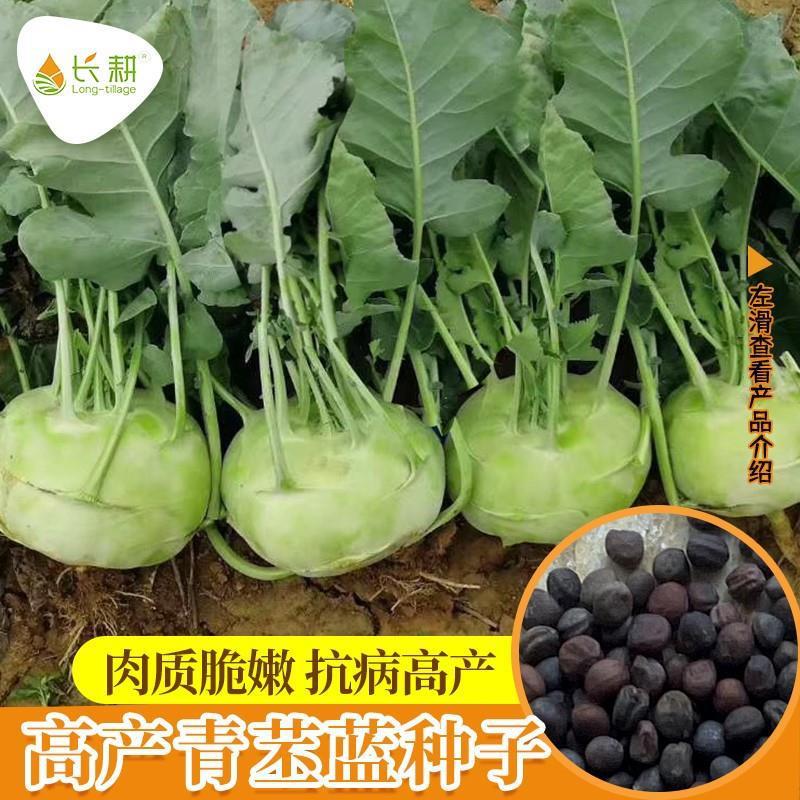 Cynthia Hạt Xanh Thiên Tân Rau Đặc Biệt Trái Cây Cynthia Đỏ Cynthia Cynthia Mùa Xuân Thu Hạt Mỏng Mù