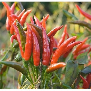 Hạt giống ớt đỏ chùm siêu cay Thái Lan ( gói 0.5gram - 95 hạt ) - STHG2