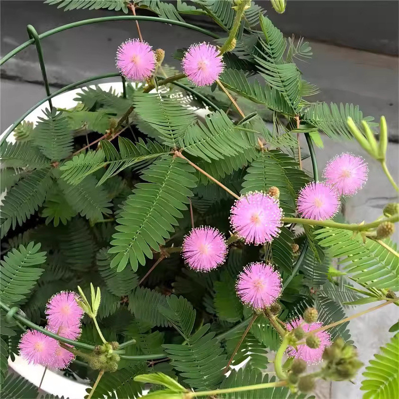 Bán Chạy Tức Thì Mimosa Hạt Mimosa Hạt Mimosa Hạt Mimosa Hạt Mimosa Sợ Mimosa Bốn Mùa Chậu Cây Ban C