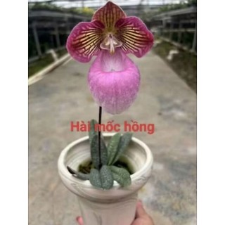 Cây giống Lan hài Kim
