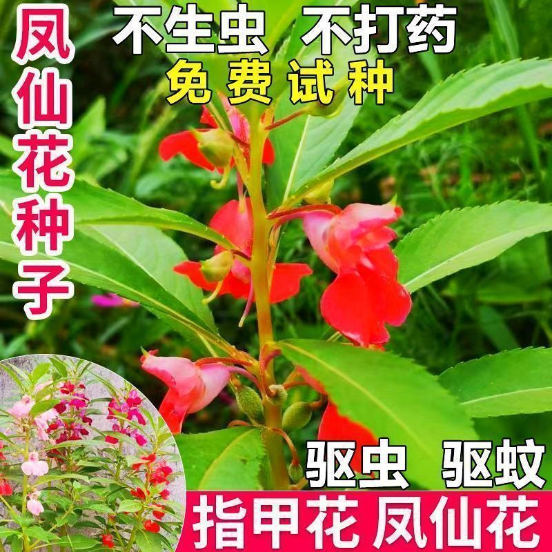 Hàng sẵn có Vận chuyển nhanh Màu hỗn hợp Hạt giống hoa cổ tích Phượng hoàng Nhiều màu Hạt Henna có t