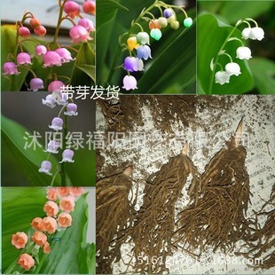 Bán buôn Lily of the Valley Hoa Chậu Cây Lily of the Valley Rễ Trồng Bóng Hoa Cây Xanh Sáng Tạo Hoa 