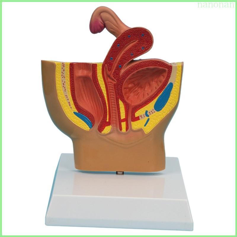 Nan Female Pelvis Anatomy Model Media Sagittal Phần Uterus Colon và bàng quang