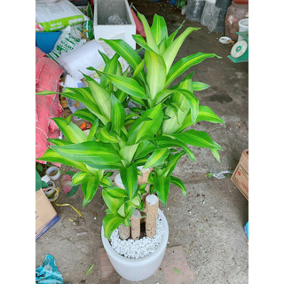 Chậu Cây Thiết Mộc Lan