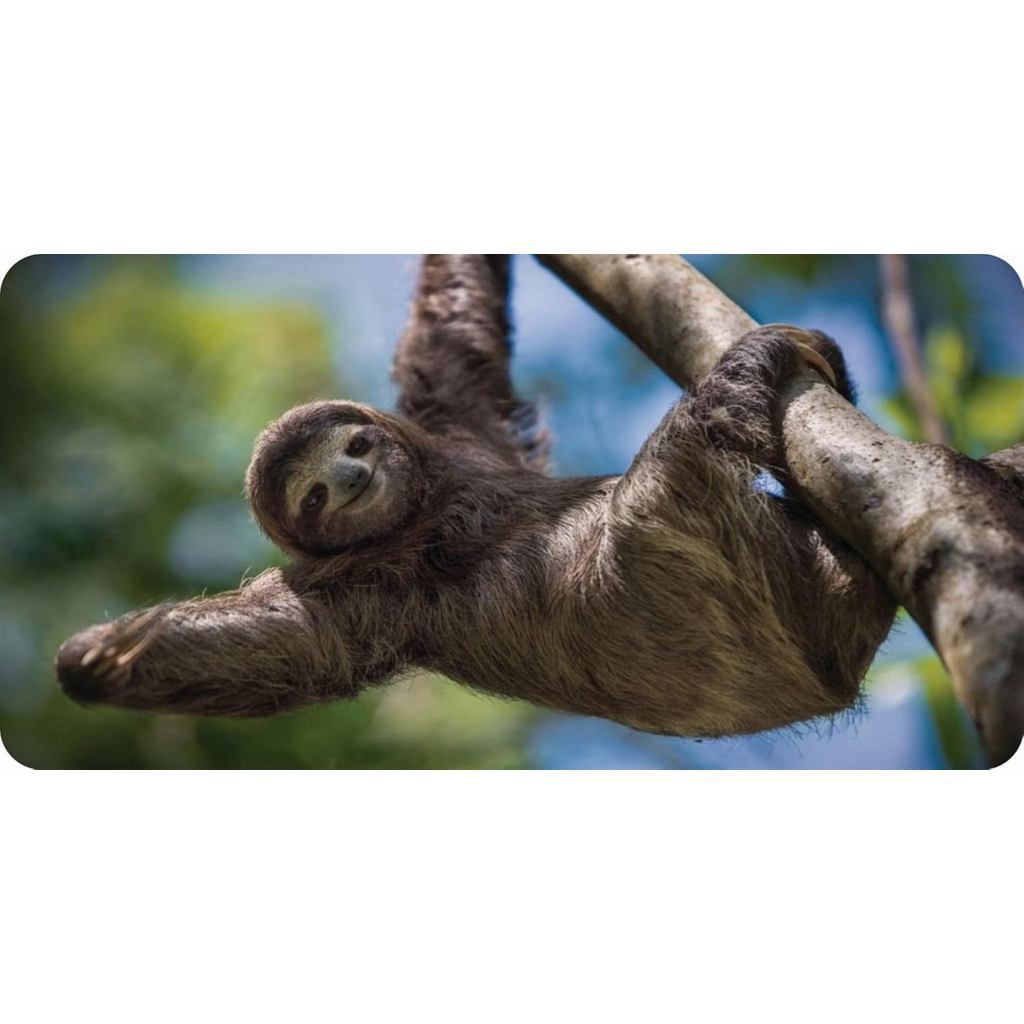 Biển số ảnh Sloth