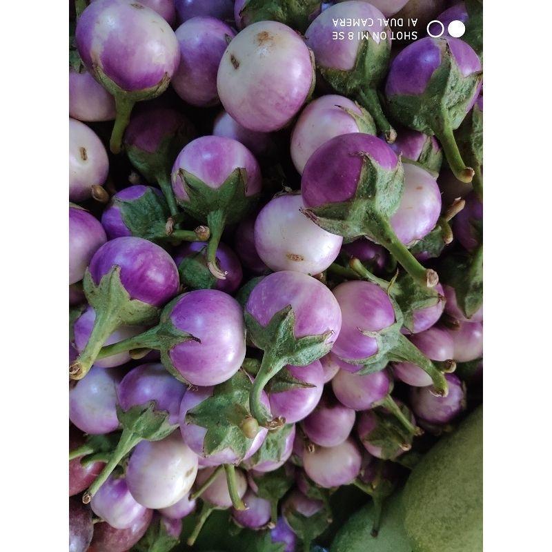 Hạt cà tím giòn tím Vân Namsi Double Banna One Cắn Cà tím Lào Thái Lan Tohani Cà tím thô Cà tím Cà t