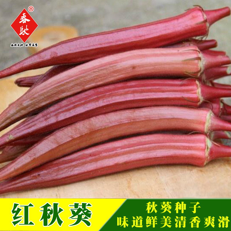 Hàng sẵn có Vận chuyển nhanh Hạt giống Okara đỏ Hạt giống Okara màu vàng Hạt giống ban công Trồng sâ