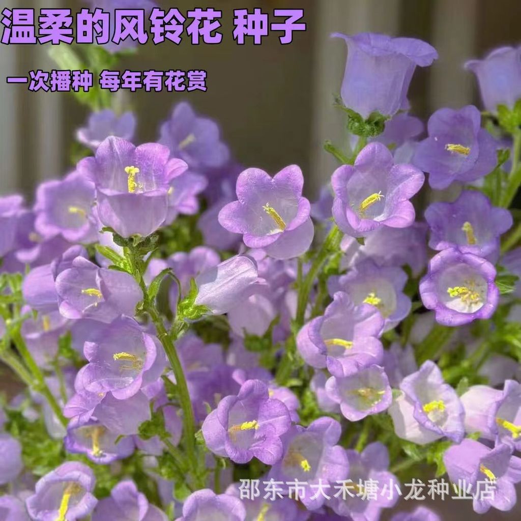 Hàng sẵn có Giao hàng nhanh Bunch Chuông gió thô Hạt cỏ Chuông gió Hạt giống hoa Ban công Sân vườn C