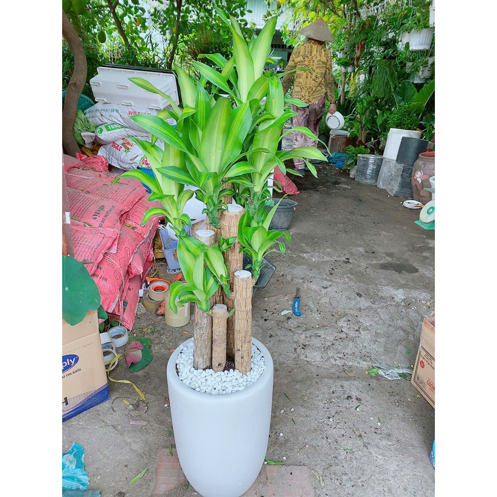 Chậu Cây Thiết Mộc Lan