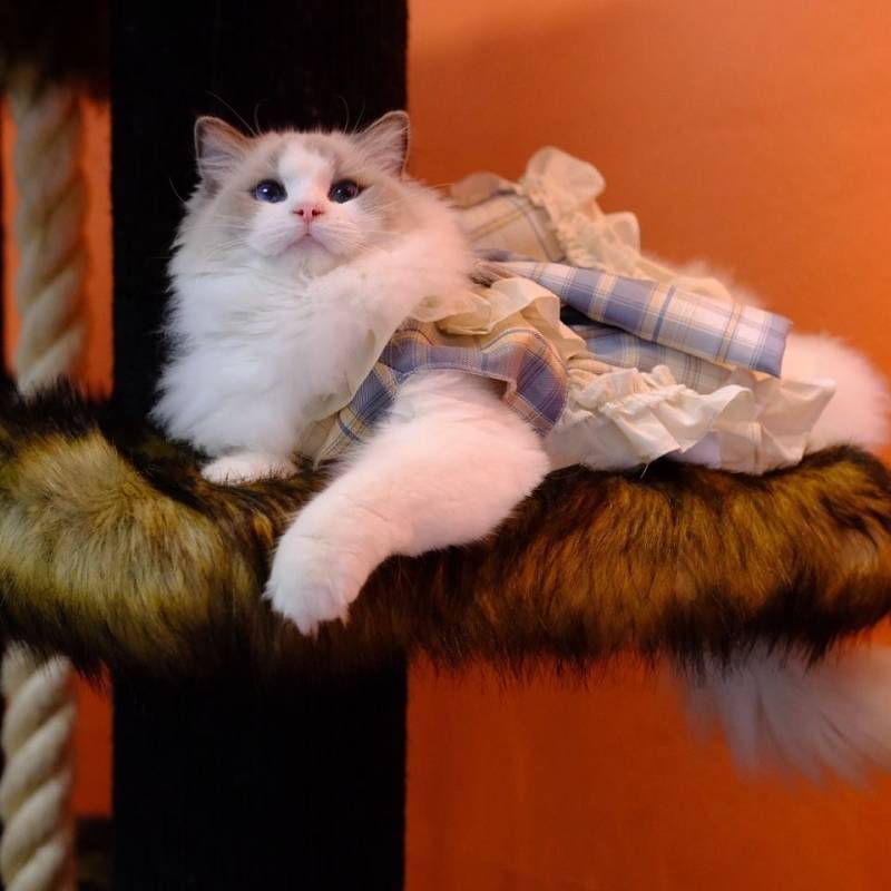 Pet Dog Clothes Lolita Princess Dress Cat Bichon Dress Bichon Teddy Dress fXYg