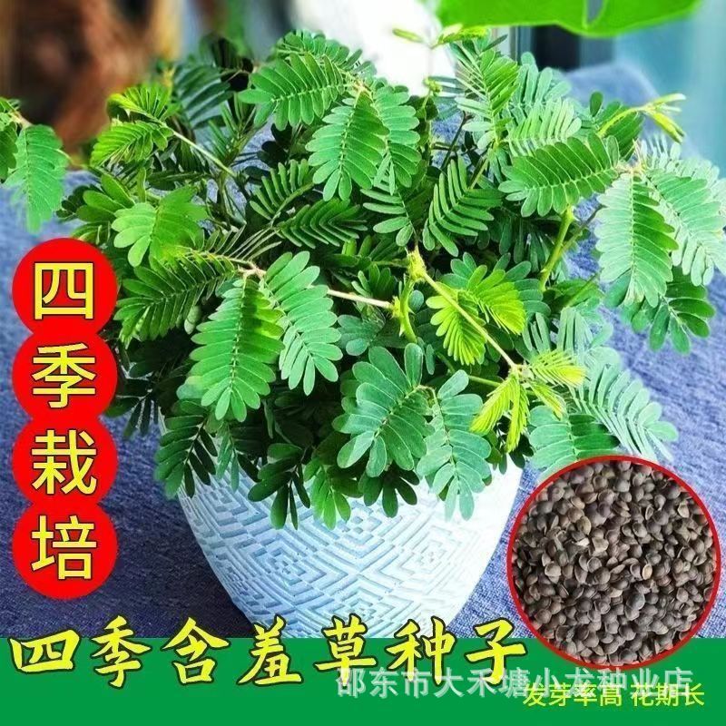 Bốn Mùa Mimosa Hạt Giống Cây Chậu Nhỏ Trong Nhà Ban Công Cây Xanh Hạt Cỏ Hạt Giống Cỏ Vui Nhộn Mimos