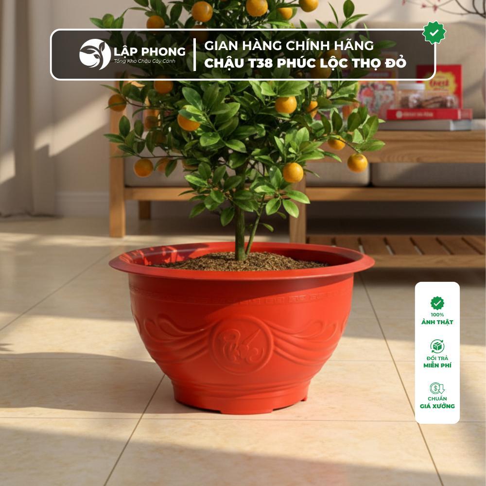 Combo 5 chậu trồng cây T48 chậu nhựa trồng cây quất đào mai cây cảnh