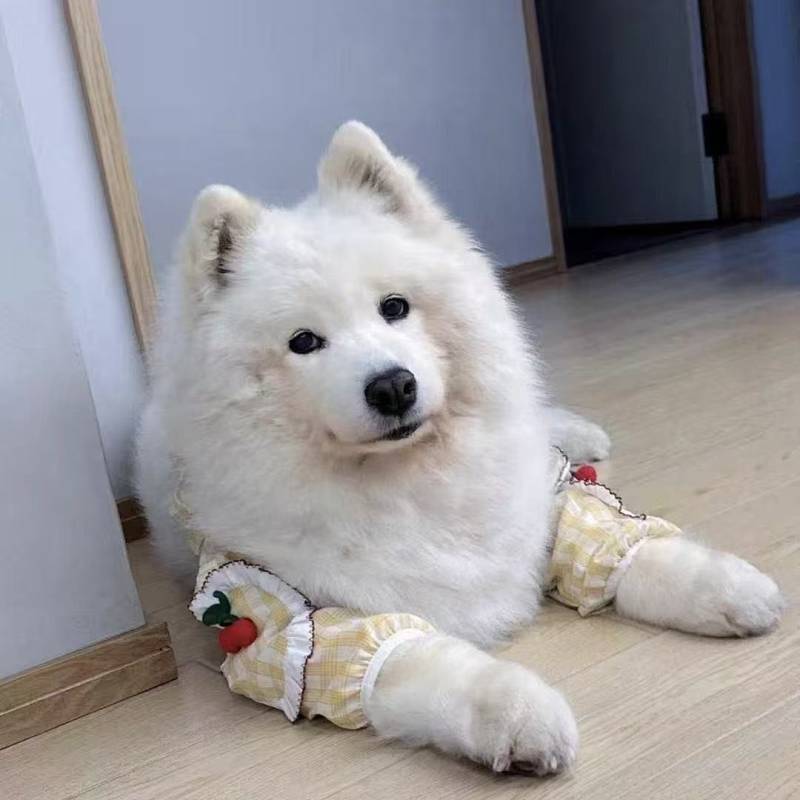 Special Pet Dog Elbow Pad Golden Retriever/Border Collie Medium Large Dog Anti-Licking Anti-Wear Fro