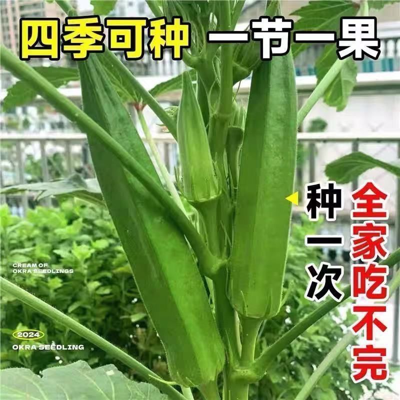 Trái Cây Okra Không Dễ Dàng Cũ Vàng Okara Trang Trại Trồng Rau Mùa Tươi Miễn Phí Vận Chuyển Nguyên K