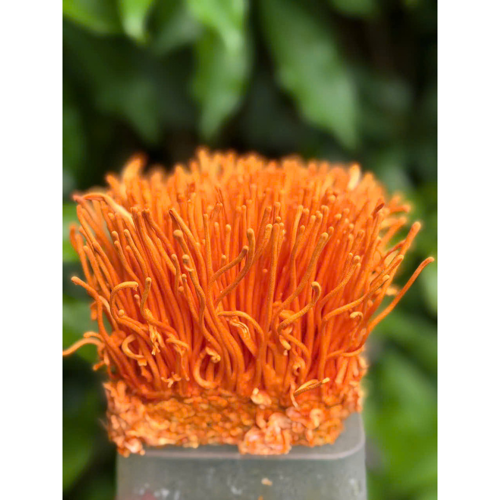 [Hút Chân Không] Đông trùng hạ thảo sinh khối tươi dùng pha trà nấu soup tốt cho sức khỏe