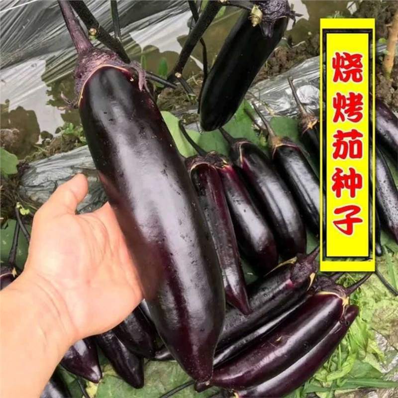 Thịt nướng Hạt cà tím Da đen Thanh dày Tím Mực đen dài Đen Hạt cà tím Thịt nướng Cà tím Dajeon Chống