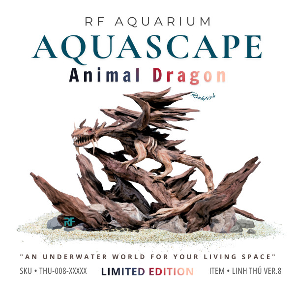 Limited I Rồng Châu Âu