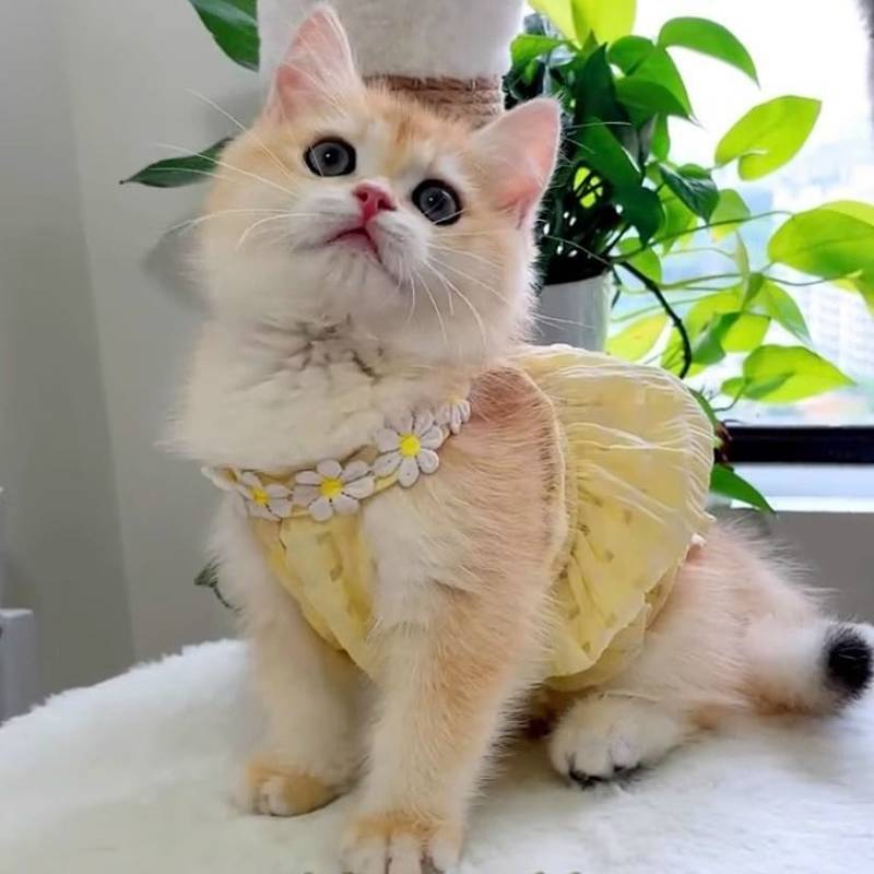 【Ready Stock】 Summer Clothes Cat Small Skirt Anti-Lint Cute Ins Golden Gradually Layer Ragdoll Briti