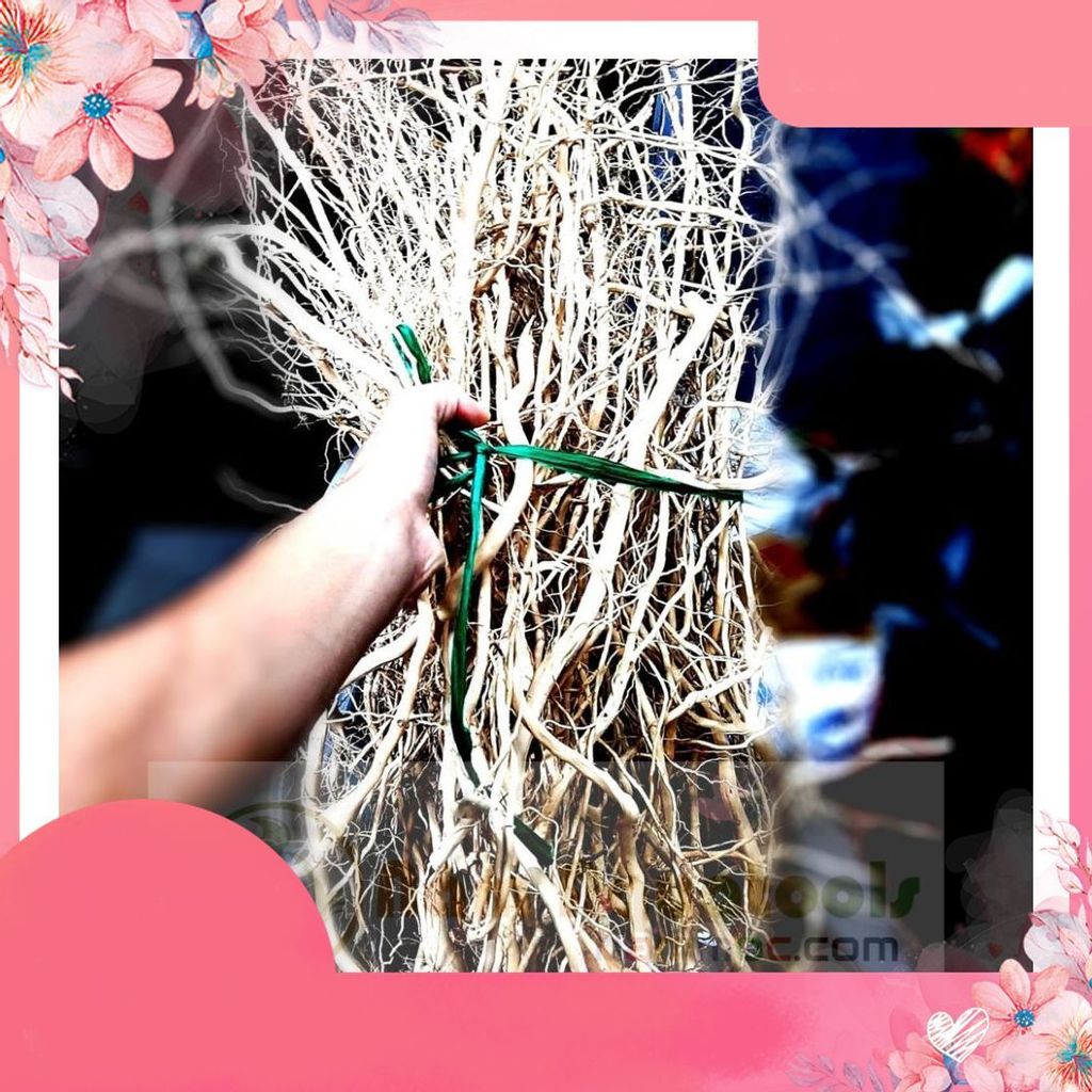 Rễ Rừng, Rễ Dẻo - Lũa Rễ Setup bể thuỷ sinh (100 gram)