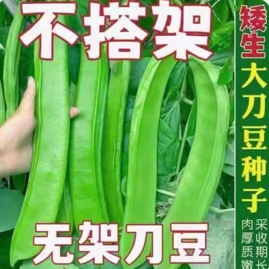 Hạt đậu thận Brazil - Đậu mùa xuân chất lượng cao, thích hợp làm thực phẩm nguyên hạt