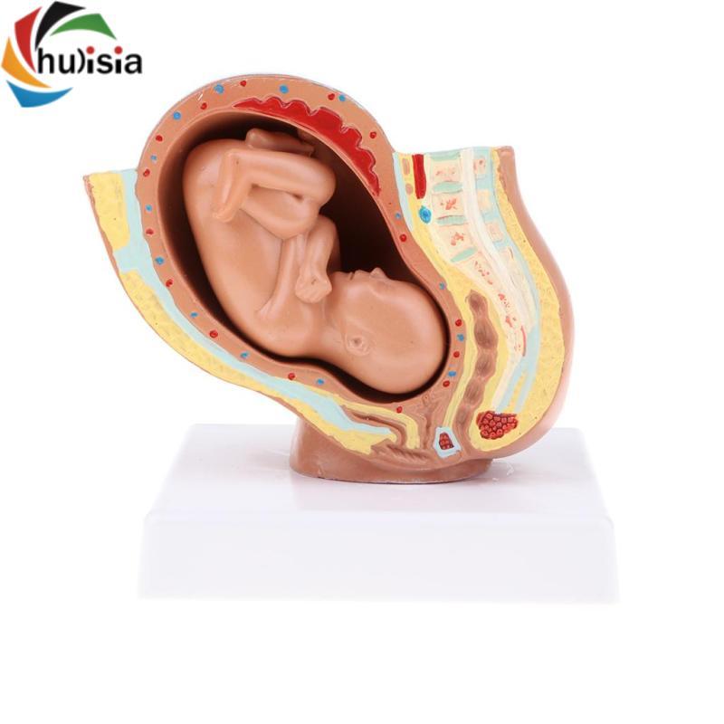 Chulisia Tháng thứ 9 Fetus / Foetus Mô hình phát triển thai nhi Con người Đồ dùng phòng thí nghiệm G