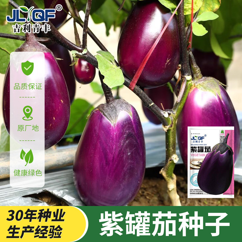 Hàng sẵn có Giao hàng nhanh Màu tím cực lớn Hạt giống cà tím Miaoyuan Cà tím Trái tim bò Cà tím Sản 