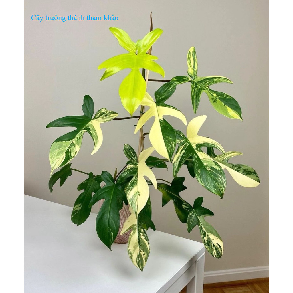 🌳🌳 Trầu bà cánh én var ngẫu nhiên(đoạn cắt cutting) | Philodendron Florida Beauty varigated
