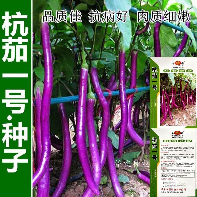 Treo cà tím No. 1 Cà tím Hạt Extra Long Hang Cà tím Hạt Fuchsia Dài Cà tím Dây Cà tím Nấu sớm Xuân T