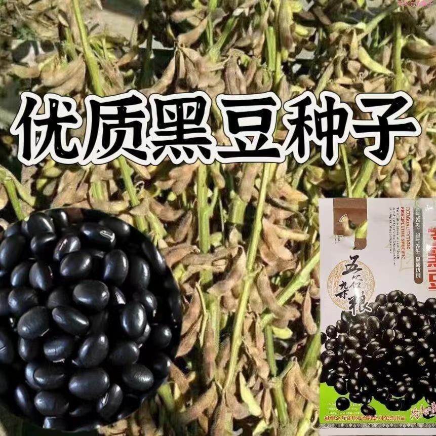 Hạt đậu đen adzuki hữu cơ,home-grown từ trang trại Daejeon