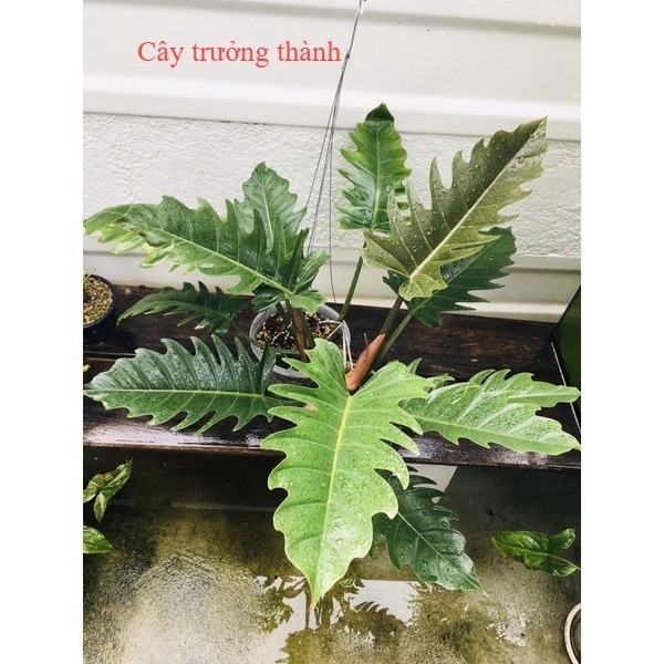 🍃🍃 Philodendron 'Caramel Marble Green' / Kiểng lá trong nhà