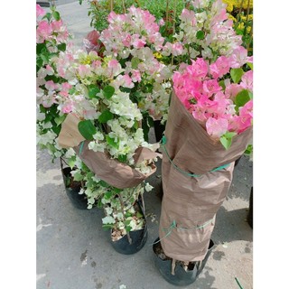 [hỏa-tốc] Hoa Giấy Sakura Đẹp