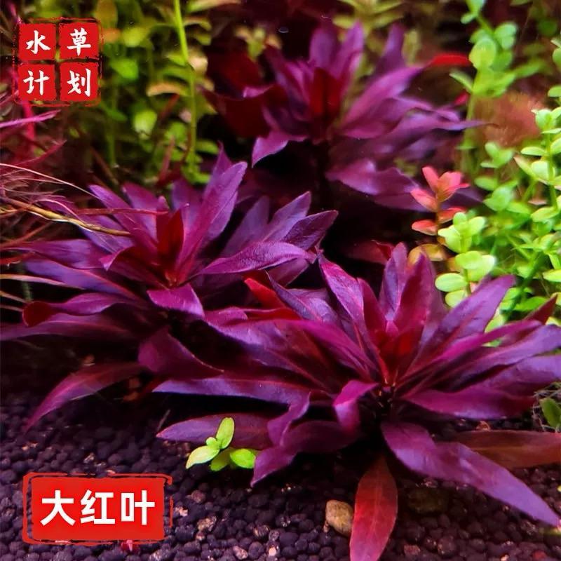 Ludwigia Glandulosa Care Guide - 7-10 Cây Đại Hồng Điệp - Cây Thủy Sinh Cắt Cắm