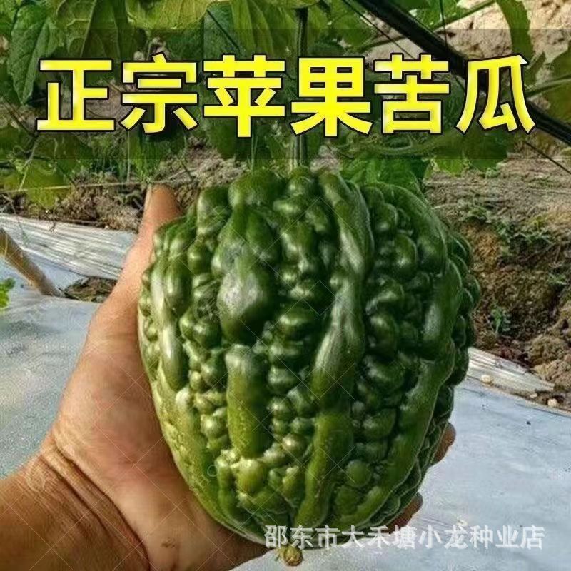 Hàng sẵn có Vận chuyển nhanh Apple Green Bitter Gourd Seed Four Seasons Sweet Fruit Bitter Gourd See