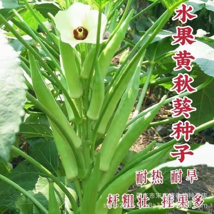 Hàng sẵn có Giao hàng nhanh Hạt giống rau quả Okara màu vàng Hạt giống Okara màu đỏ Mùa xuân thu gie