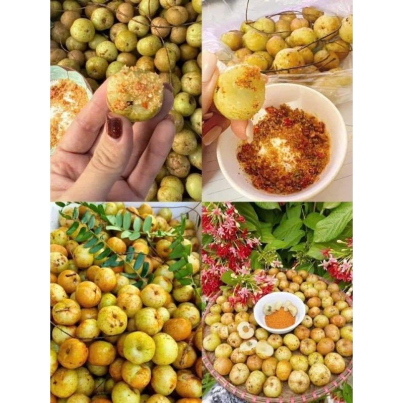 CÂY GIỐNG MẮC KHAM NGỌT t ( me rừng ngọt) .