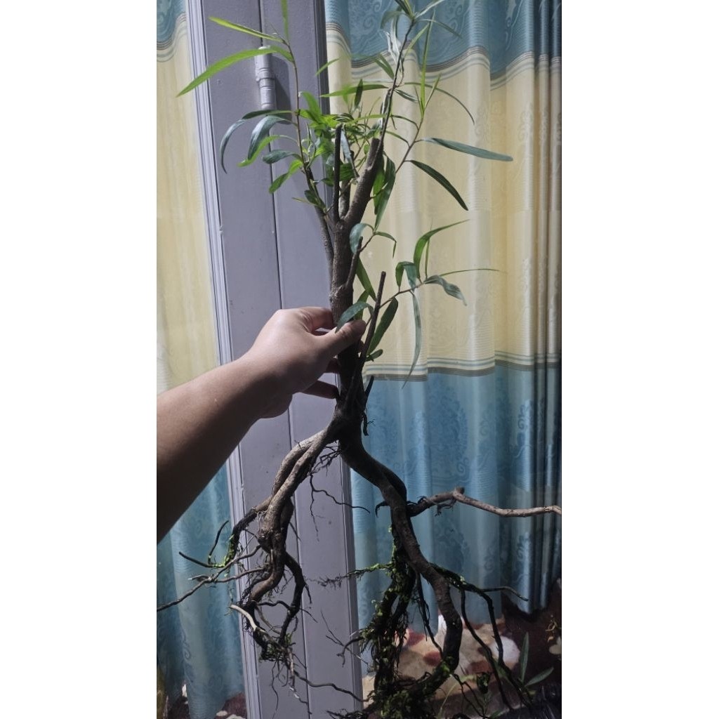 Cây rù rì gốc siêu đẹp đã ra rễ nước thuần nước ngọt biotop siêu đỉnh thủy sinh cá tép cảnh