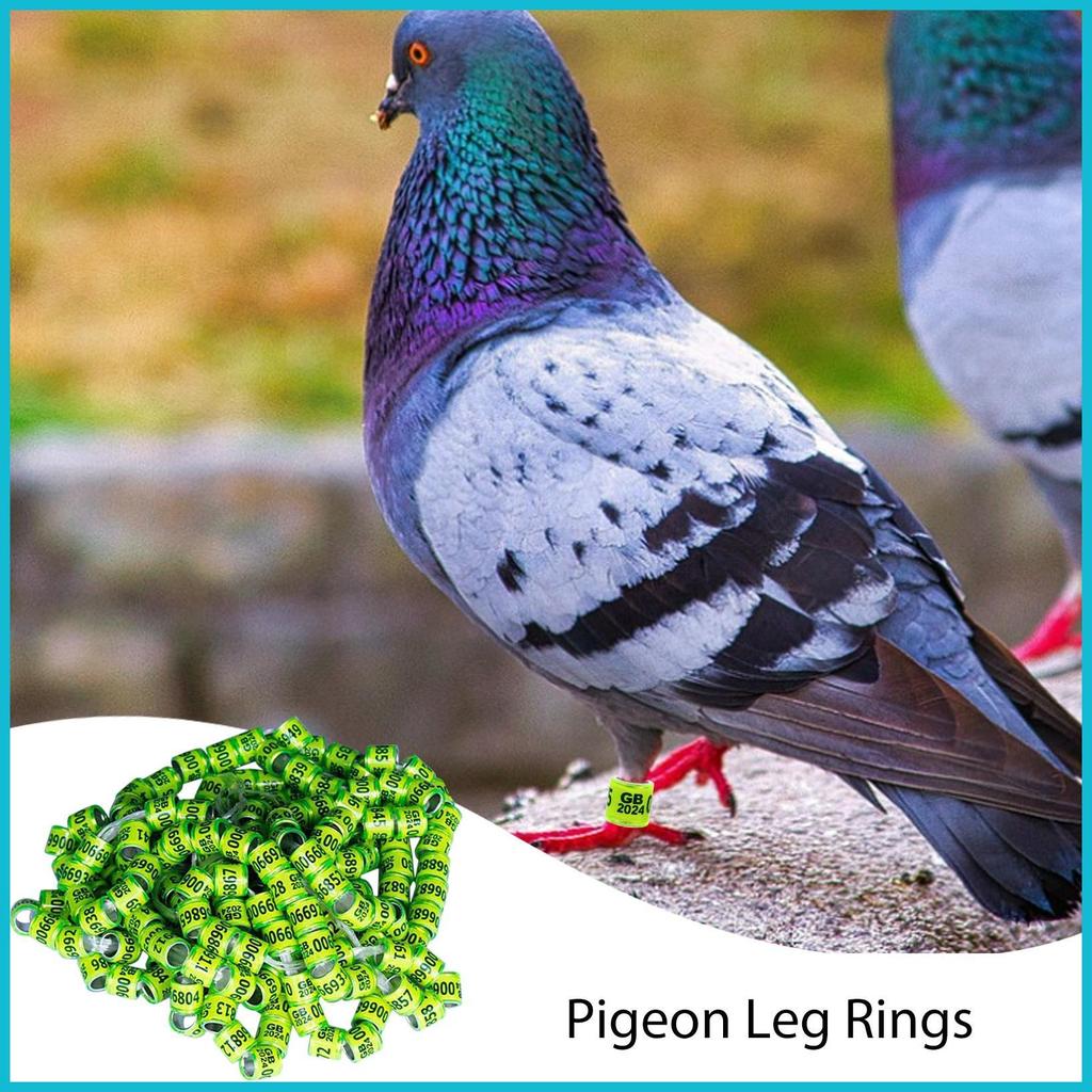 Nhẫn Nhận Dạng Bồ Câu 50 Chiếc An Toàn Nhà Chim Phụ Kiện Màu Sắc Tươi Sáng Kích Thước Chung Pegeon P