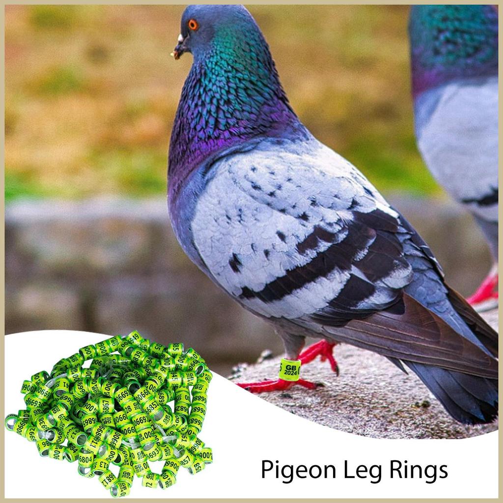 Pigeon Bands Nhẫn 50 Chiếc An Toàn Nhà Chim Phụ Kiện Màu Sắc Tươi Sáng Kích Thước Chung Pegeon Phụ K