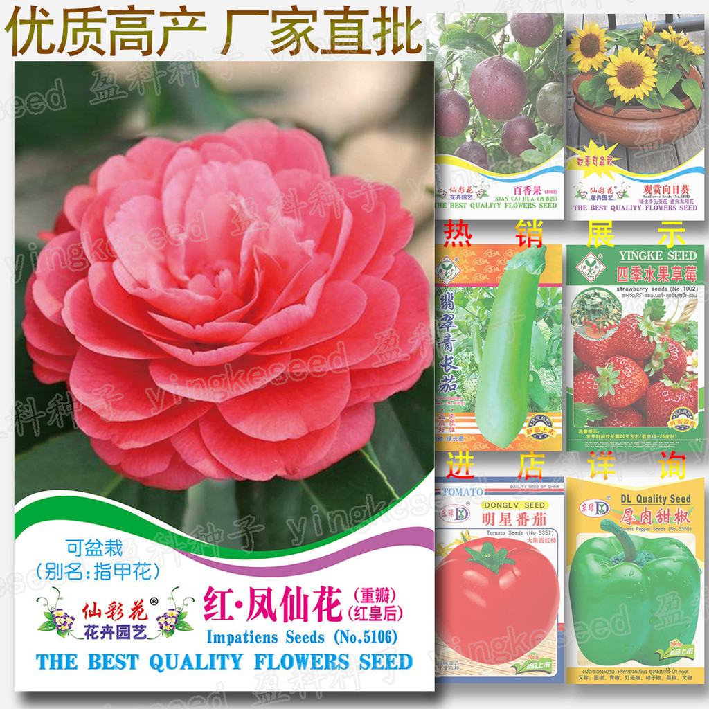 Hàng sẵn có Vận chuyển nhanh Khoảng 30 hạt Camellia đỏ Phoenix Phoenix Phoenix Phoenix Phoenix Phoen