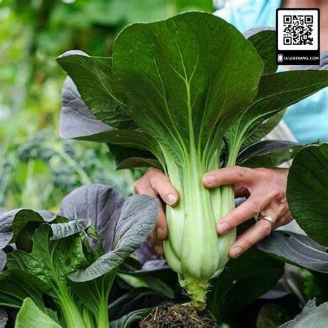 Hạt Giống Rau Cải Thìa/ Cải Chip ( cải thìa xanh)-5gram