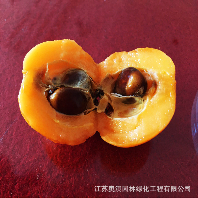 Hàng sẵn có Vận chuyển nhanh Loquat Seed Loquat Tree Seed Loquat Seed Loquat Seed Fruit Tree Seed Bi