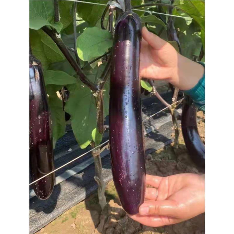 Cà tím Daquan Tím Dài Cà tím Xanh Có Thể Cà tím Rồng Trắng Dài Cà tím Thịt nướng Cà tím Tròn Cà tím 