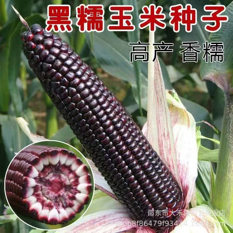 Hạt Ngô Glutinous Màu Đen - Ngọt Và Dai, Xuất xứ từ Daejeon