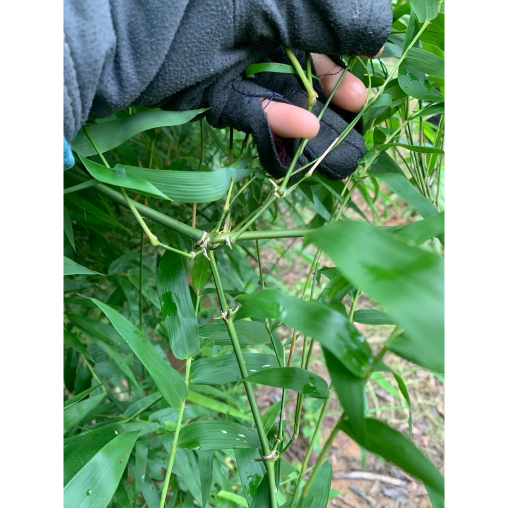 1kg lá tre gai ( đặt đơn từ 3h chiều ,sáng hôm sau cắt lá sẽ tươi hơn)