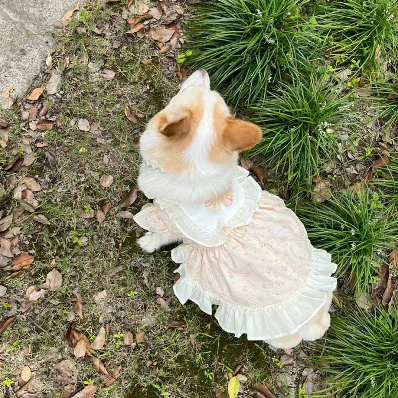 Pet Clothes Spring and Summer Lightweight Lace Corgi French Bulldog Clothes Pet Clothes Cute Bow Pri