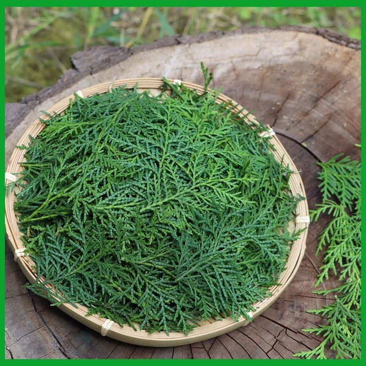 Qinling Wild Side Cypress Leaves Yin Dry Leaves Y học Trung Quốc Cypress Lá phẳng Dầu gội Chăm sóc t