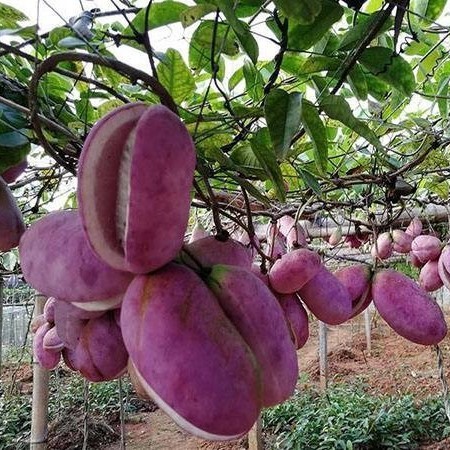 Hàng sẵn có Vận chuyển nhanh Wild August Hạt dưa nổi bật Trái cây tím tháng 8 Cây dưa leo Sân leo Câ