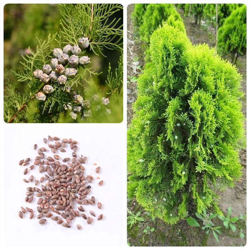 Cypress Seed Side Cypress Cypress Cypress Cypress Seed Pine Cypress Seed Cypress Seed Cypress Sprink